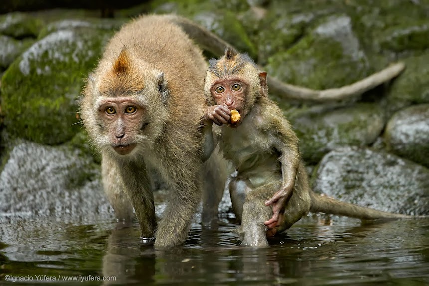 Long-tailed Macaques