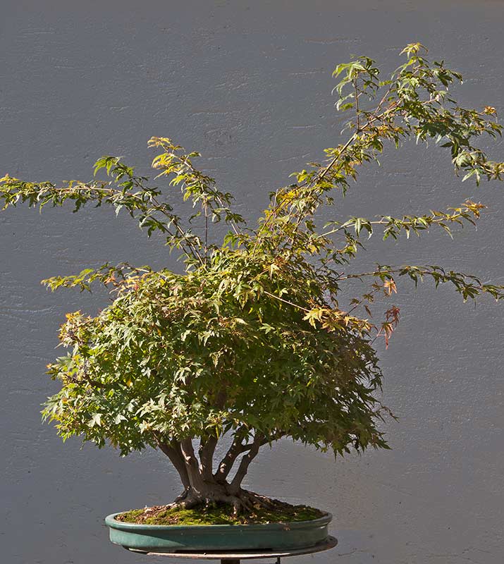Walter Pall Bonsai Adventures Refurbishing a Japanese maple the "hedge cutting method"