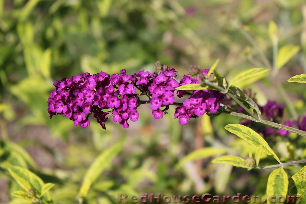 Phyto Files Abelia Edward Goucher Abelia