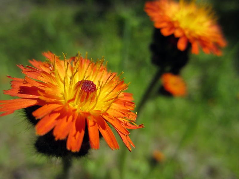 Danielle Foushee Art & Design Wildflowers of the Kootenai National