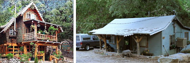 Arizona Beetles Bugs Birds And More