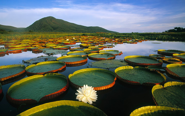 BUNGA TERATAI/LOTUS FLOWERS