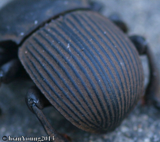South African Photographs Large Armoured Darkling Beetle (Anomalipus