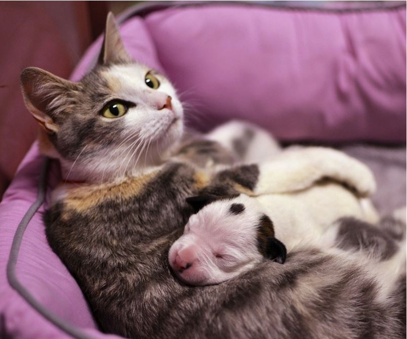 white wolf cat adopts newborn pitbull puppy photos video