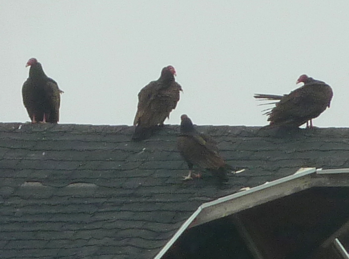 Penelopedia Nature and Garden in Southern Minnesota Nesting Turkey