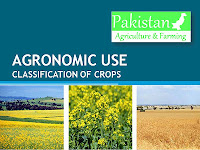 agronomic crops classification use classified distinguishable cultivated basis purpose according major groups