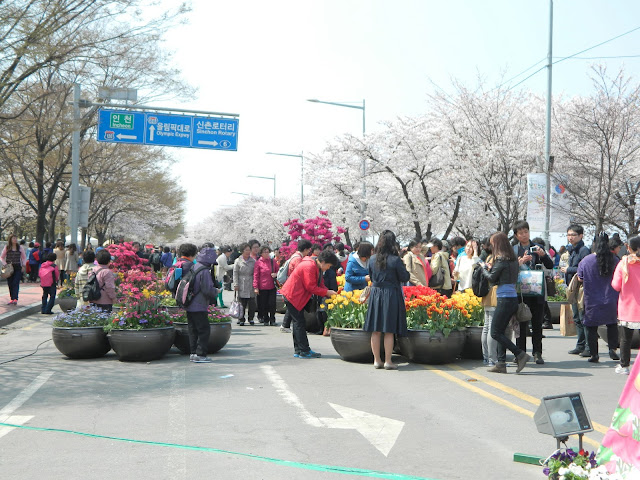 Cherry blossom lane