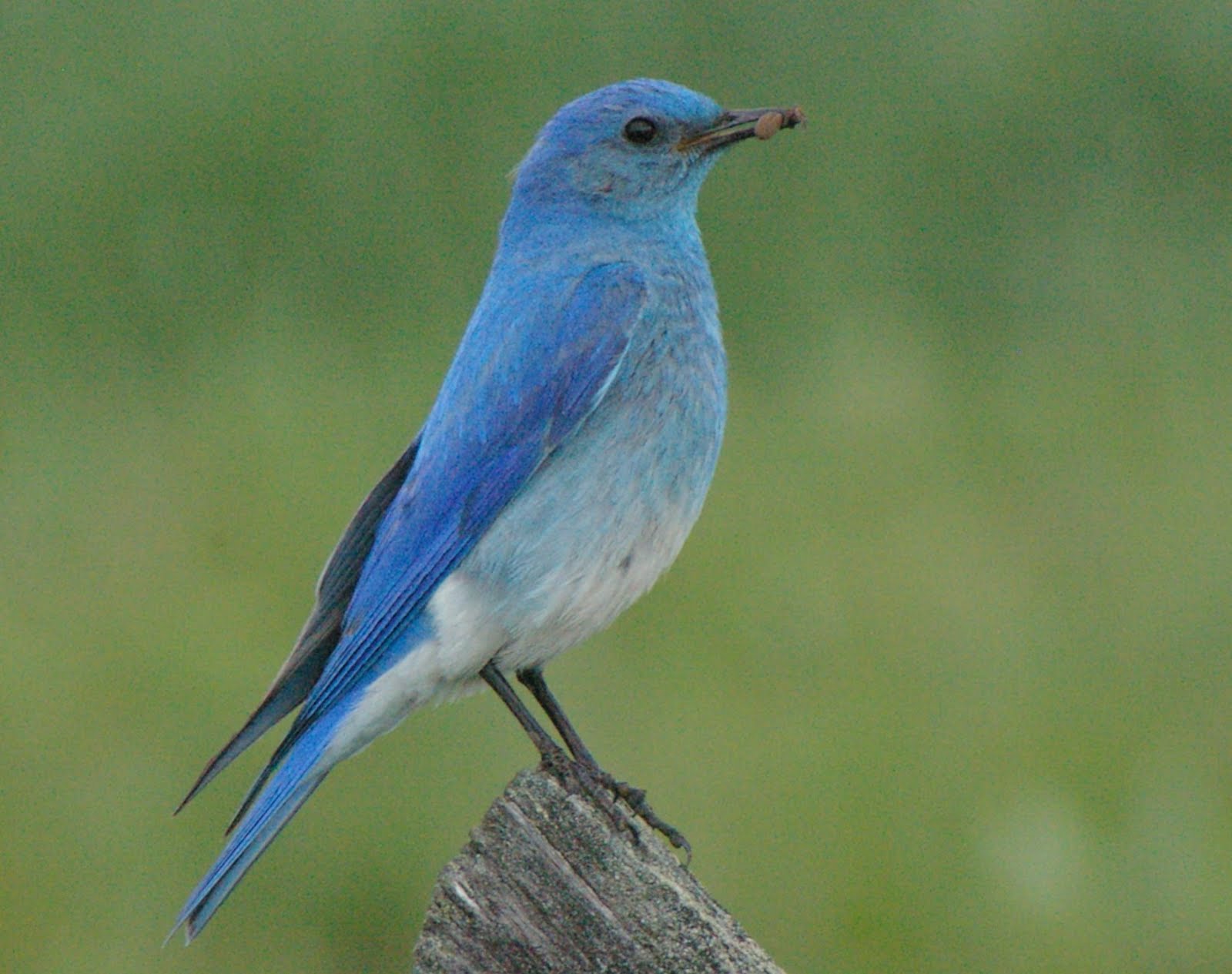 Bluebird with Funky Feathers - wide 9