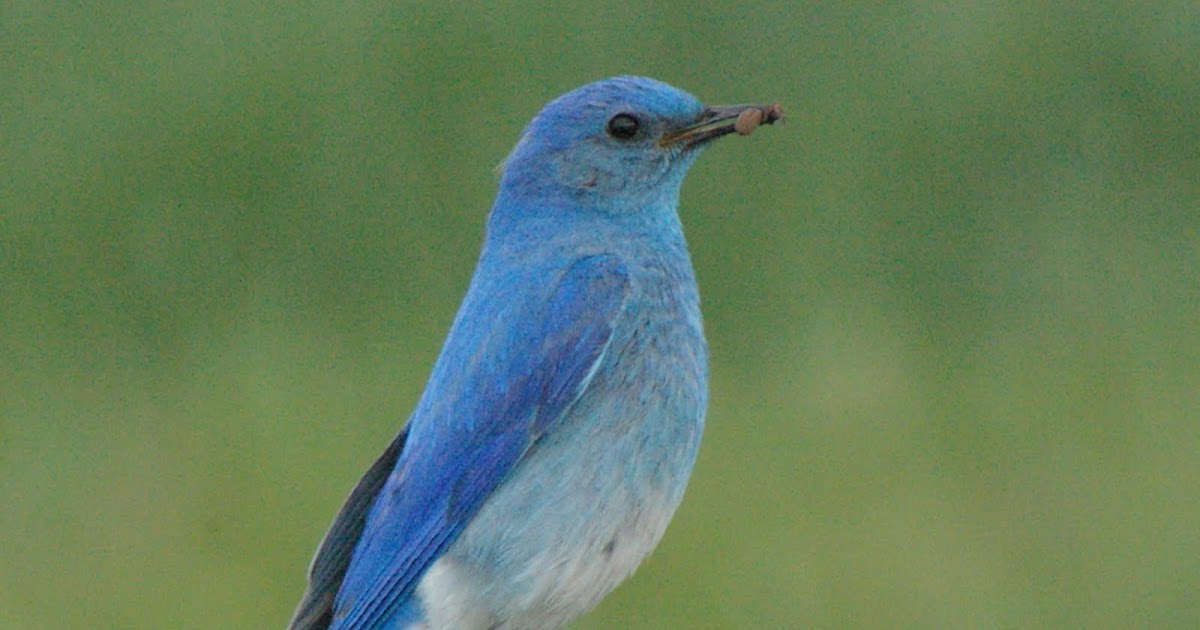Birds of Madison County Mountain Bluebirds of Madison County