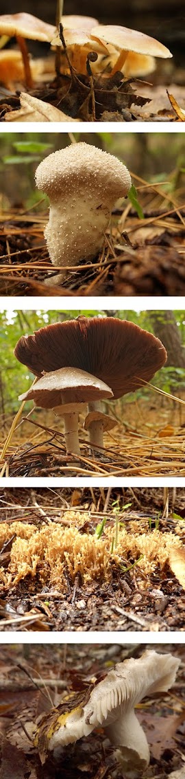 Paddenstoelen