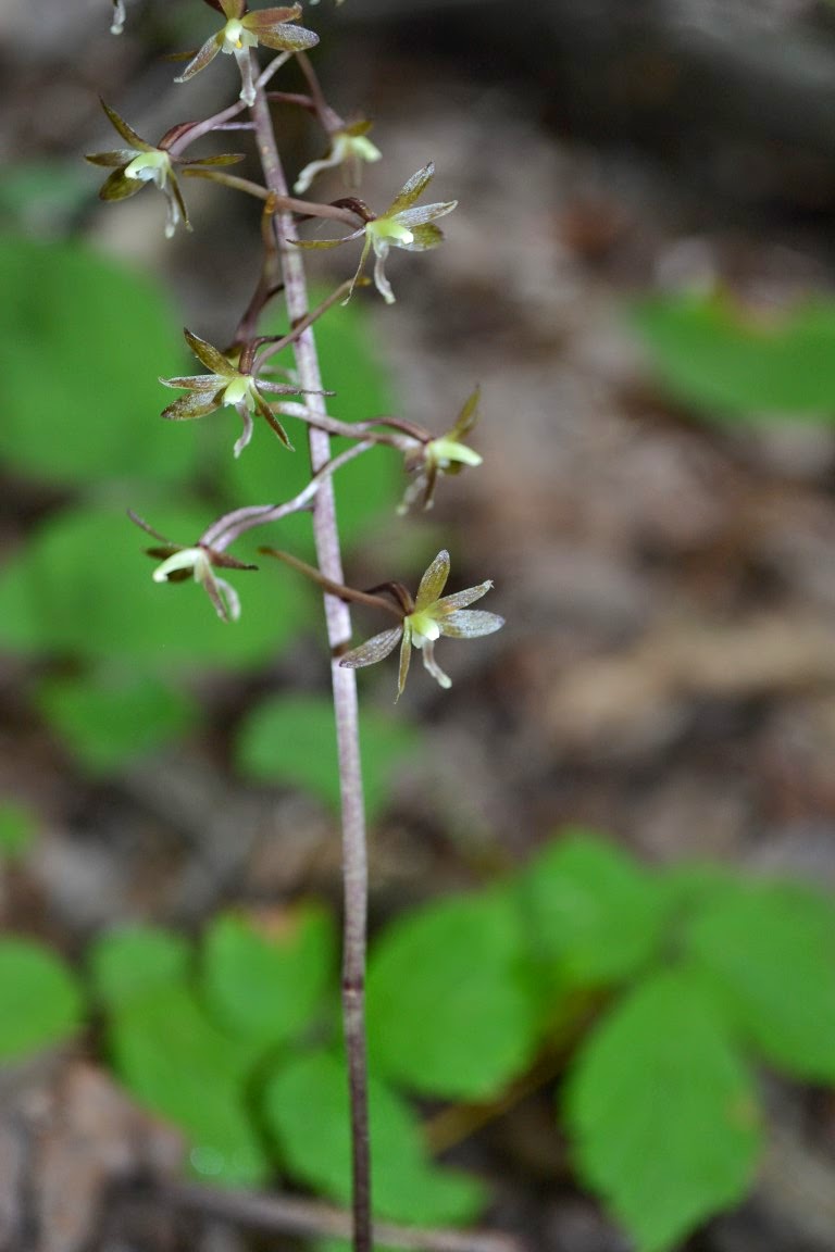 West Virginia Native WildflowersThe Big Year, 2013 State