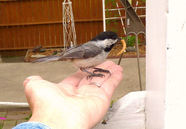 My Black-capped chickadee friend!