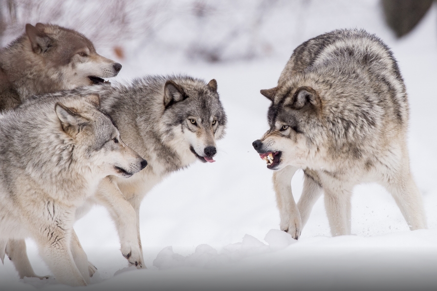 White Wolf : Fascinating Wildlife Pictures of Maxime Riendeau Will Take