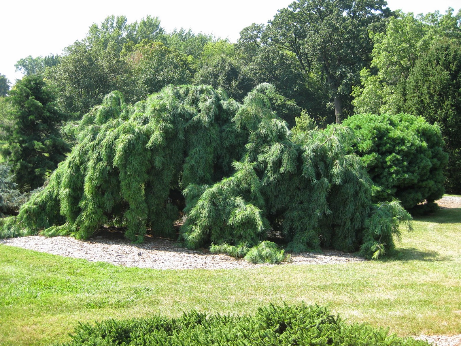 rotary botanical gardens hort blog the weeping white pine rotary botanical gardens hort blog the weeping white pine