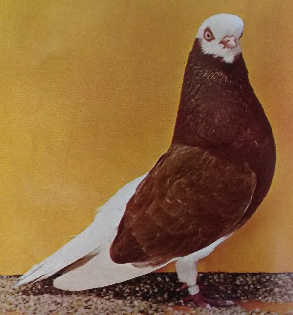 Pigeon character picture
