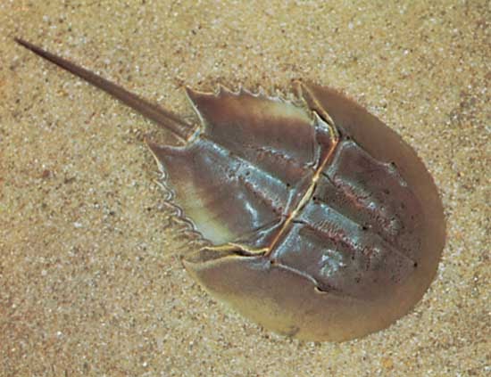 Horseshoe crab animal wildlife Horseshoe crab animal wildlife