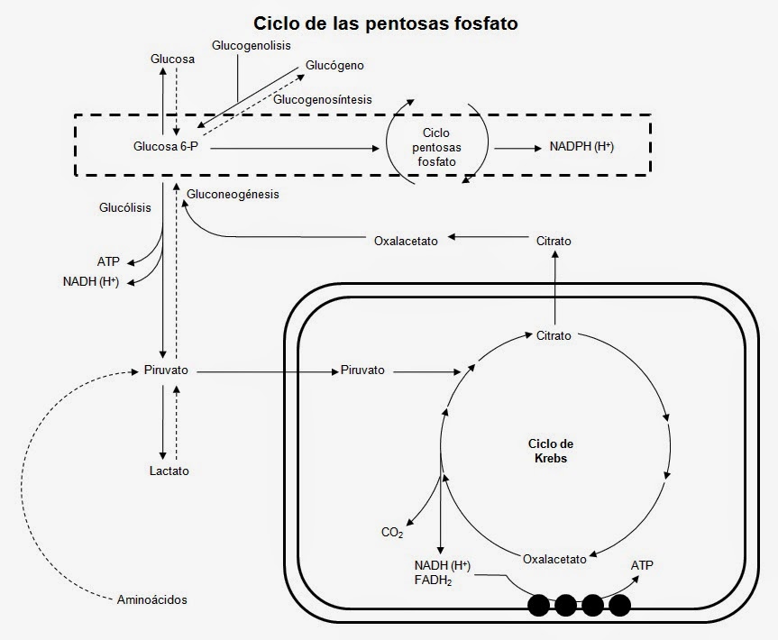 Ruta de las pentosas fosfato