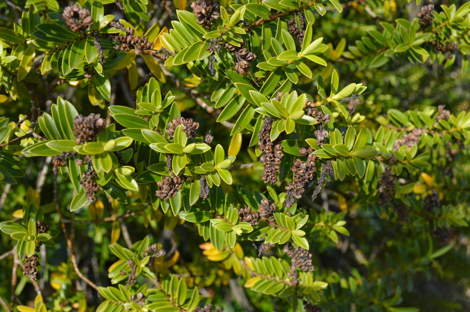 Plants Blog Hebe Spp