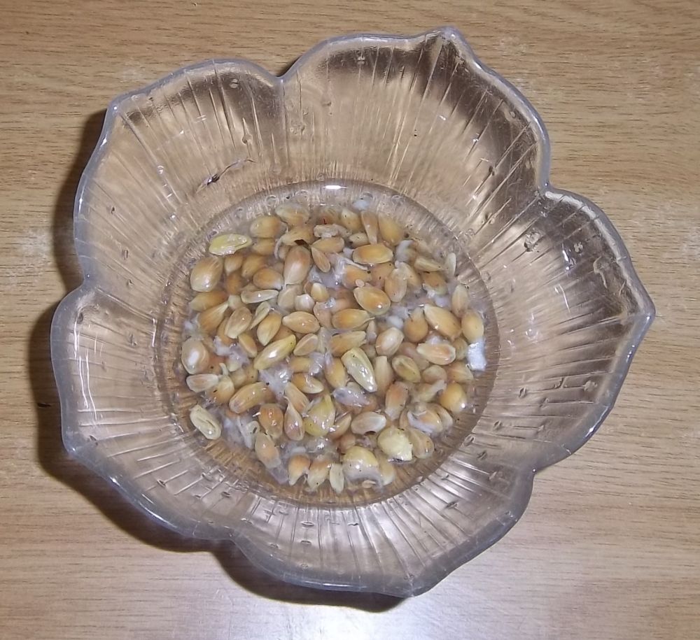 Eco Footprint South Africa but not forsaken