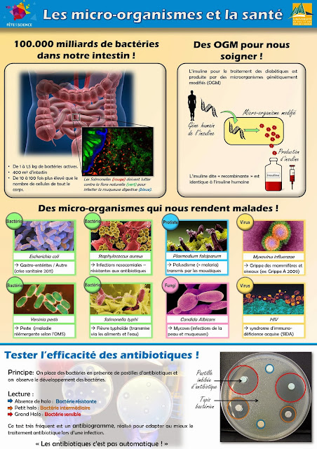 programme 3eme - antibiogramme bacterie, champignon, virus. pathogènes et utiles