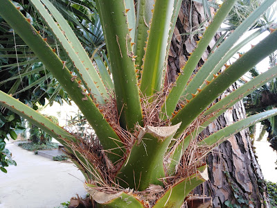 Stipite Stipite Washingtonia filifera