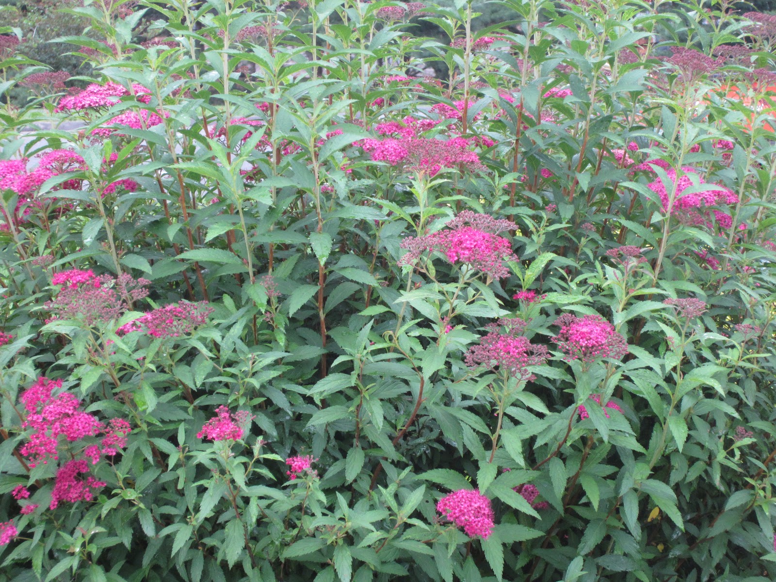Florez Nursery Spiraea Japonica Anthony Waterer