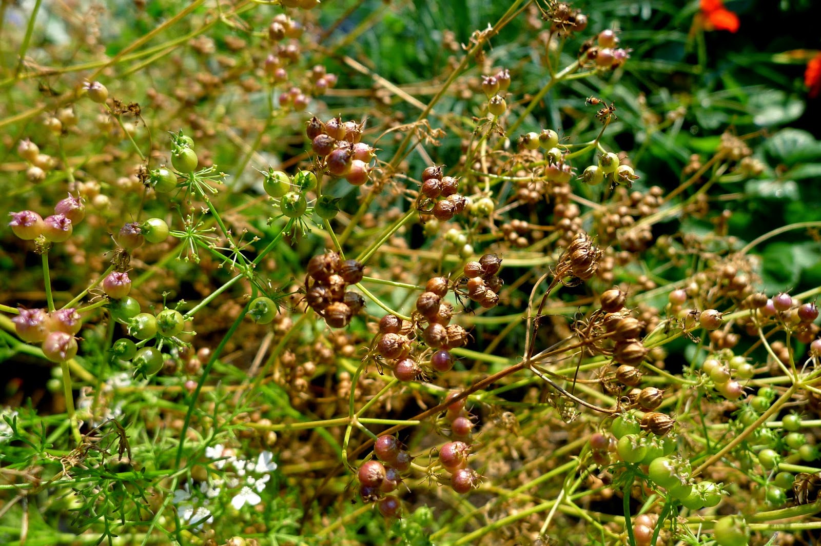 Coriander Seeds For Planting