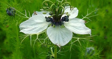 فوائد زيت حبة البركة للعضو الذكري كنج كونج