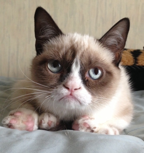 The world's grumpiest cat!