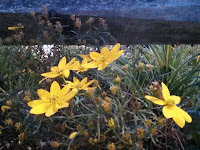 Yellow flowers