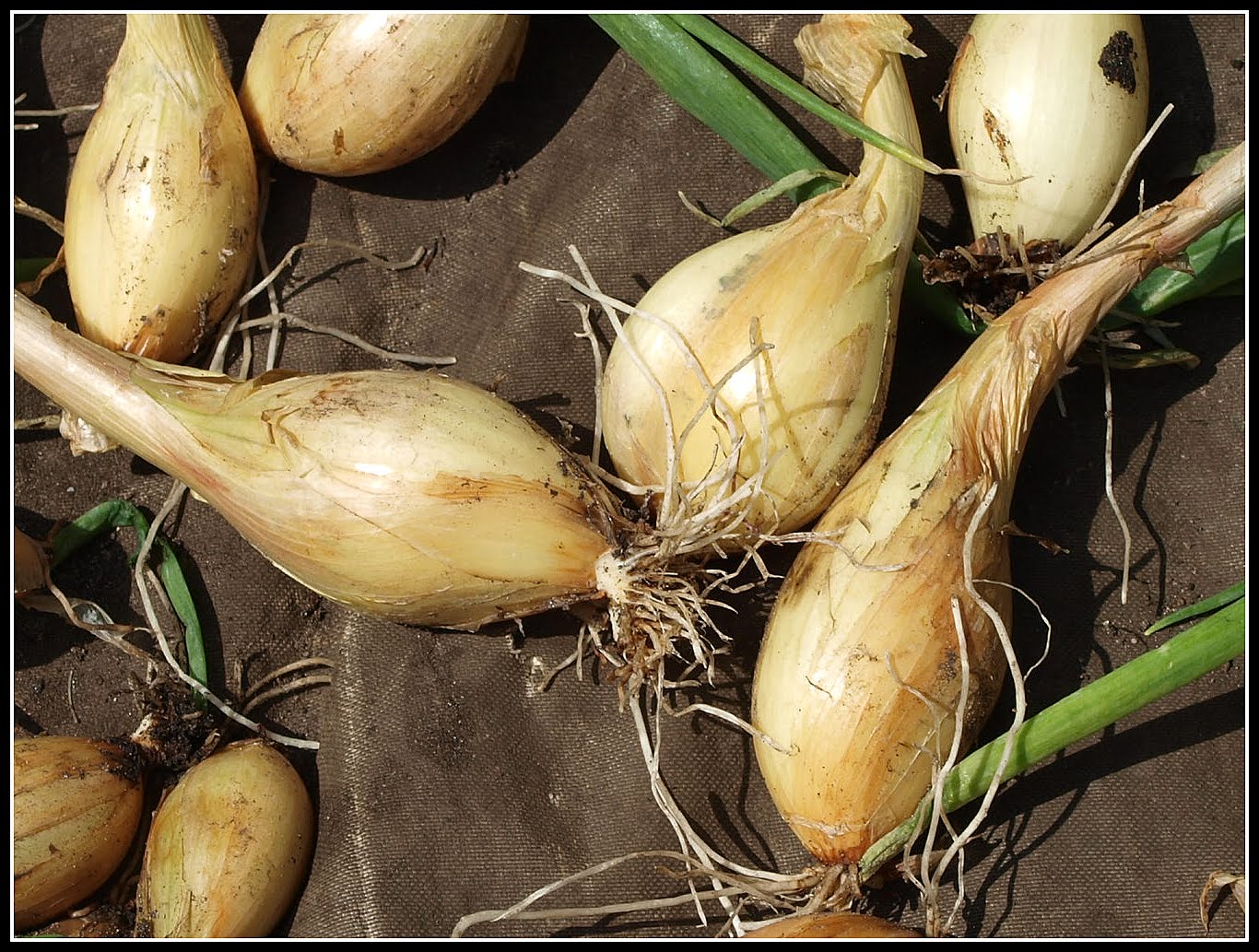 Mark's Veg Plot Harvesting Shallots