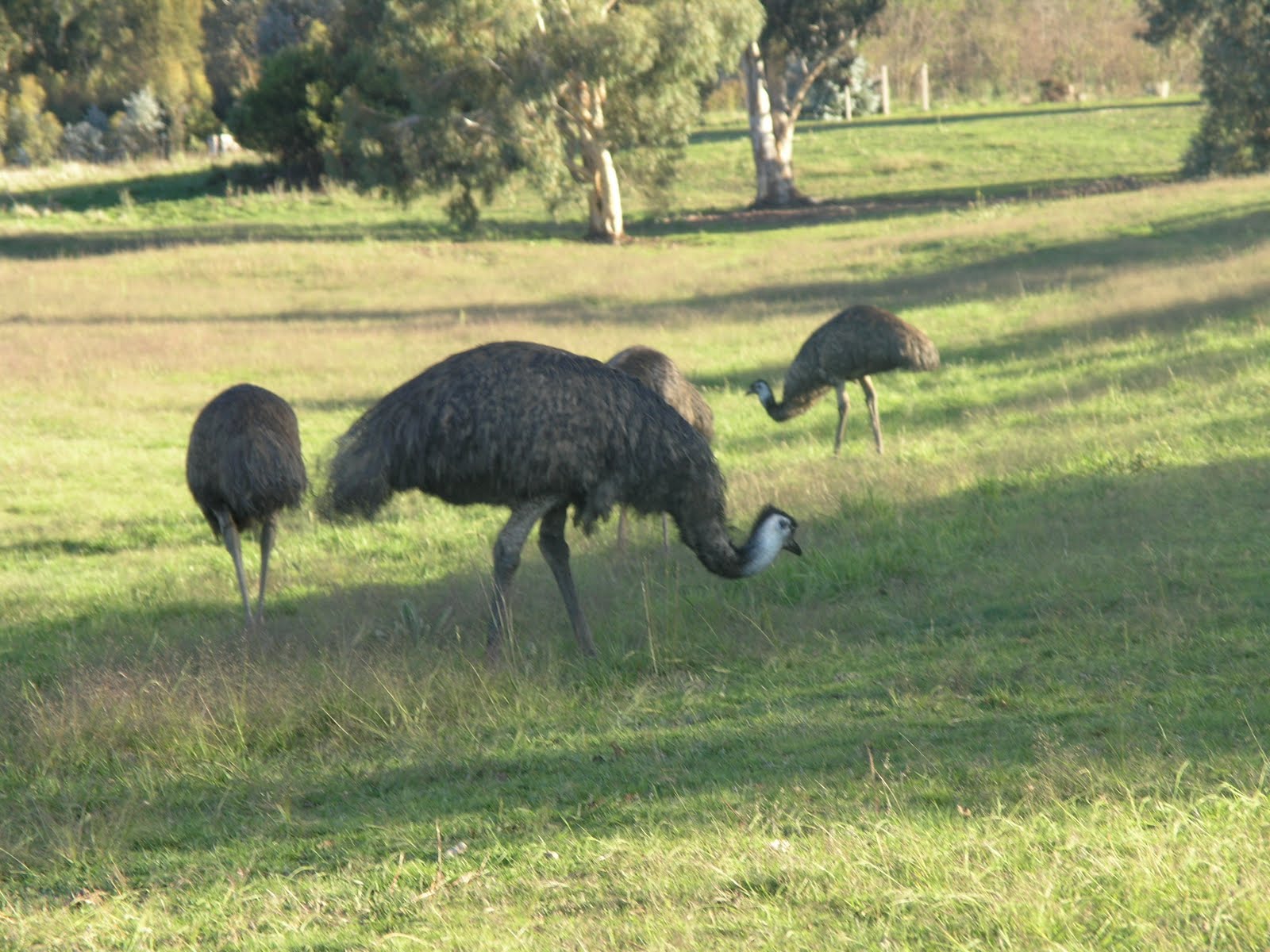 Bush Flower Healing ANIMALS USE FLOWER ESSENCES TOO by Maddi'