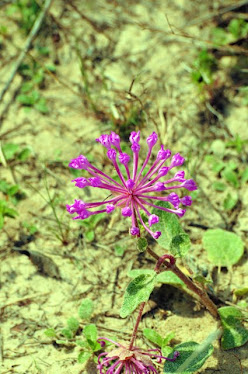 Large-fruited Sand Verbena, Abronia macrocarpa