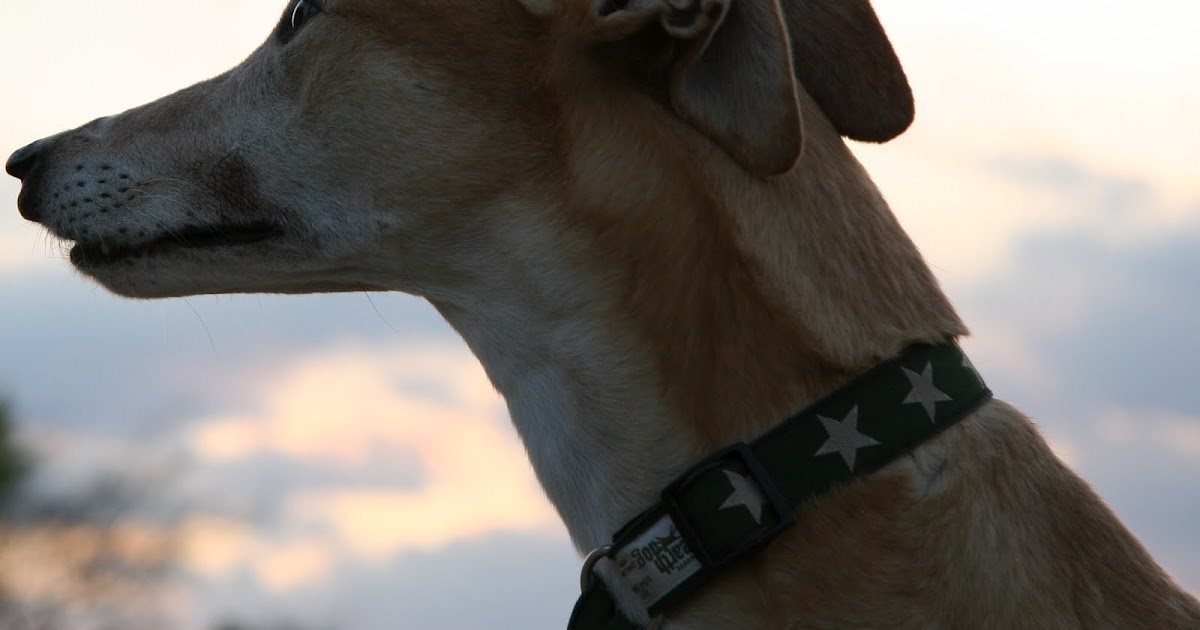 Saving Greys, by GREY2K USA Worldwide Greyhound Breeders Use Adoption