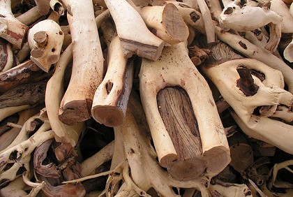 Kayu Cendana atau Sandalwood kerap digunakan sebagai aromaterapi