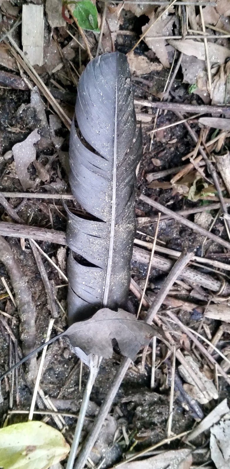 Ben's Journal Is That Feather Safe To Touch?