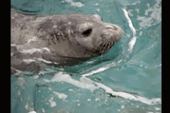 Foca Monje del Caribe. Mamífero extinto probablemente en el siglo XX.