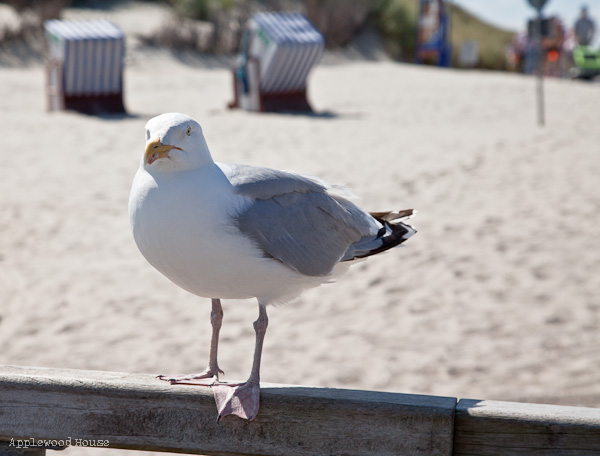 Möwe Norderney Strand