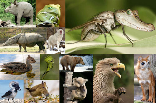 Animales increíbles V (13 Fotomontajes en Photoshop)