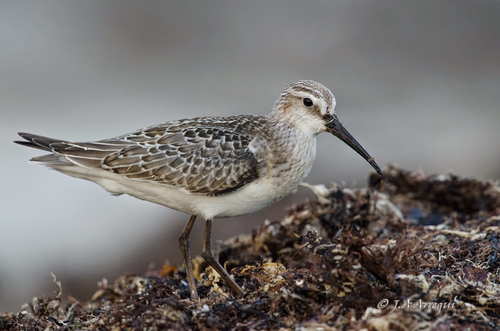 correlimos zarapitin, Calidris ferruginea, Curlew Sandpiper correlimos zarapitin, Calidris ferruginea, Curlew Sandpiper