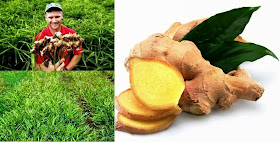 Growing Ginger Root to Earn Money