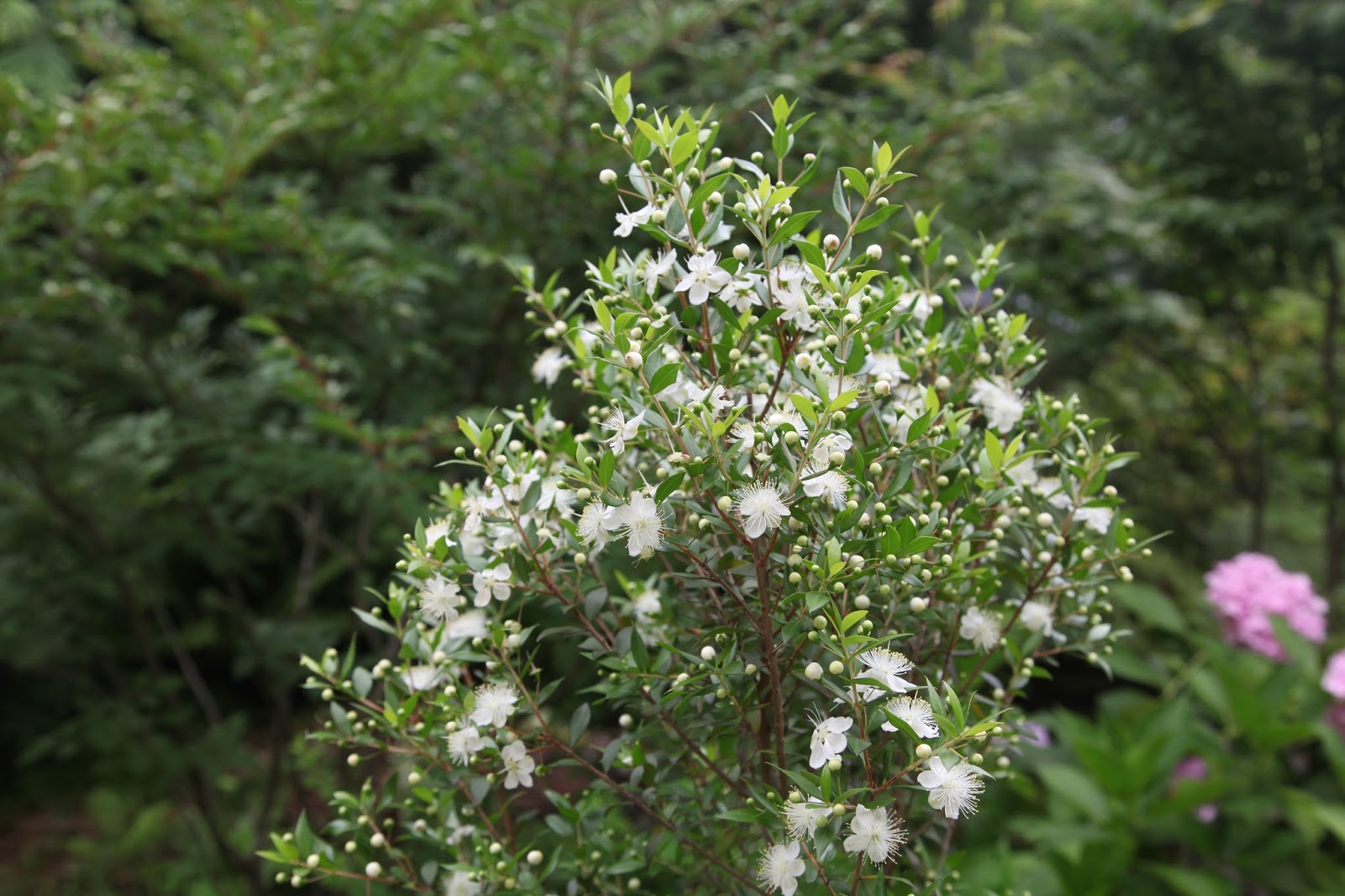 風とともに ミルテの花 とあじさいなど