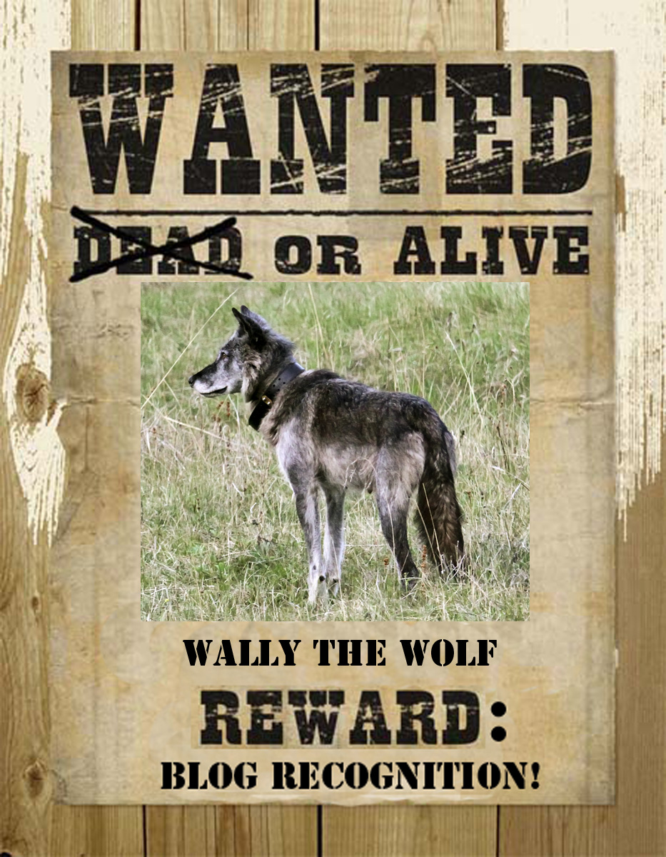 wanted wolf