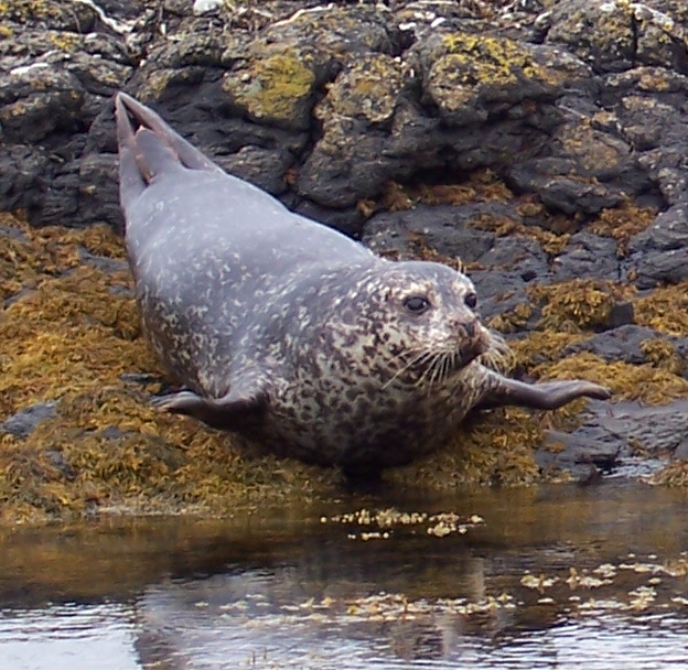 Grey Seal Animal Wildlife