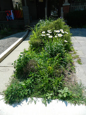 Leslieville front garden renovation before Paul Jung Toronto Gardening Services