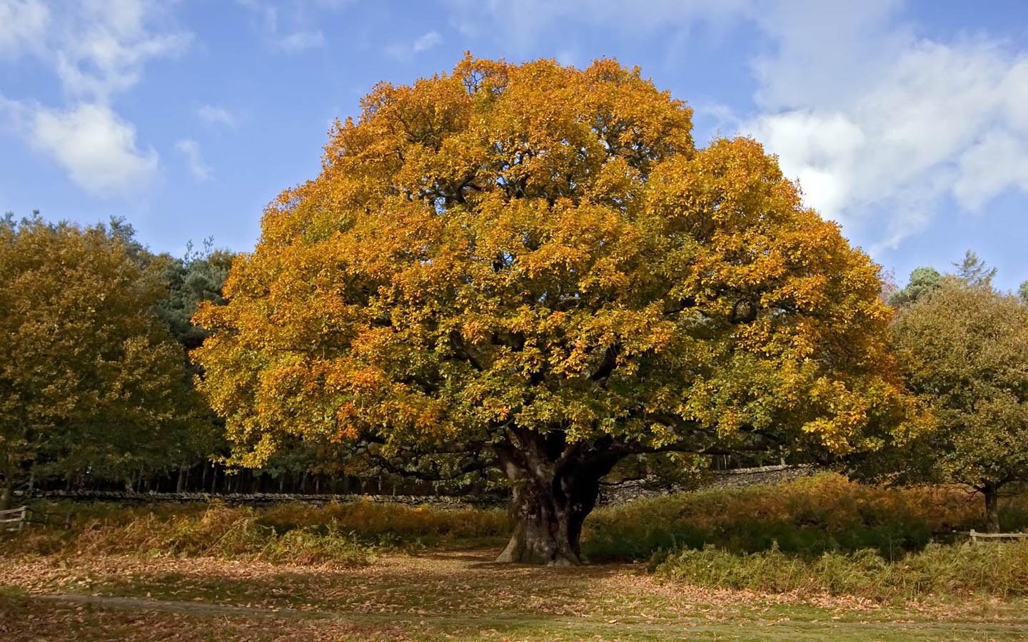 http://1.bp.blogspot.com/-wWIQIKPyTvM/TpZT8ac7agI/AAAAAAAACl4/AqLTLXyhVdA/s1600/autumn-oak-tree.jpg
