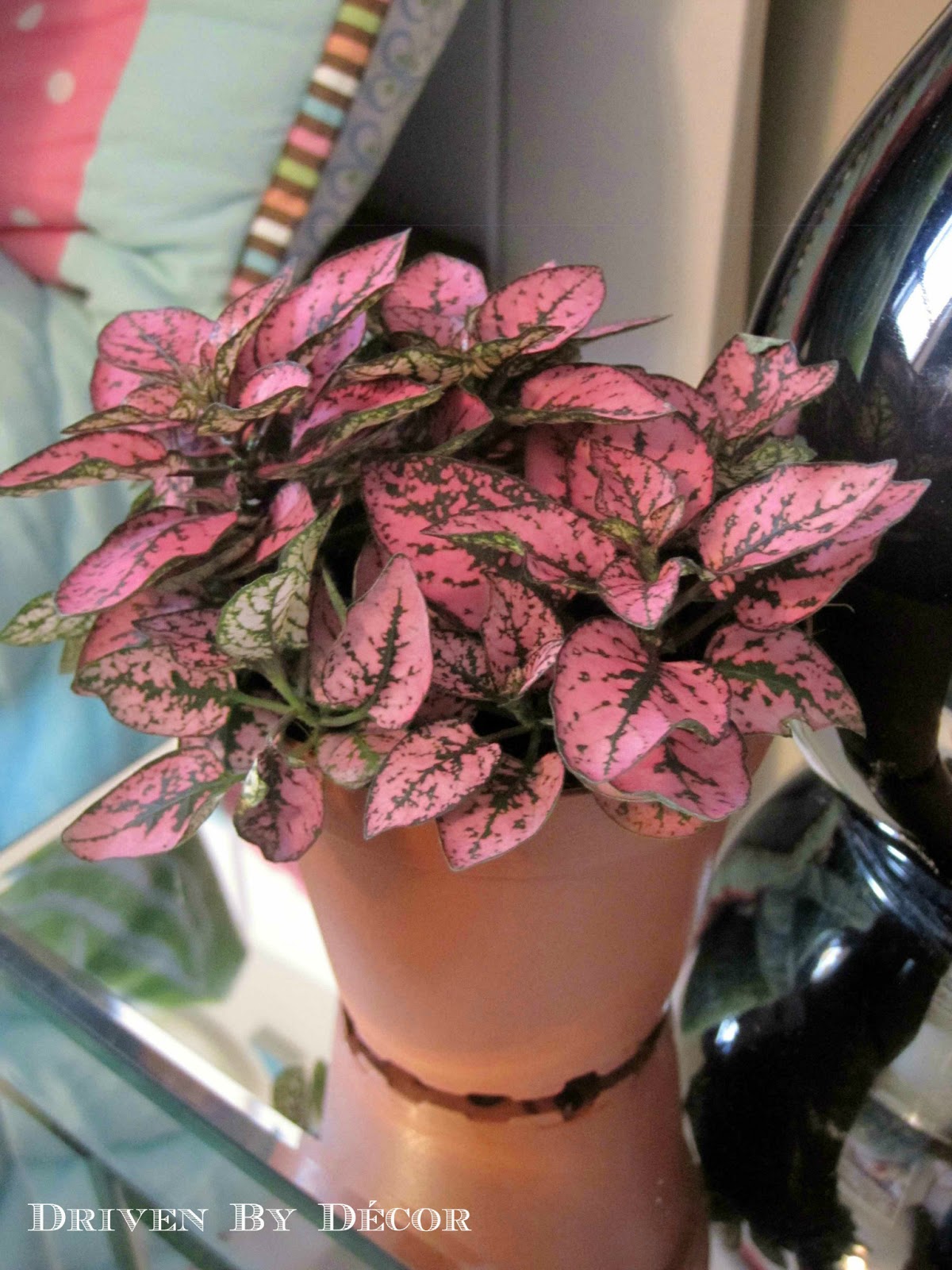 IKEA�s New Indoor Plants Driven by Decor