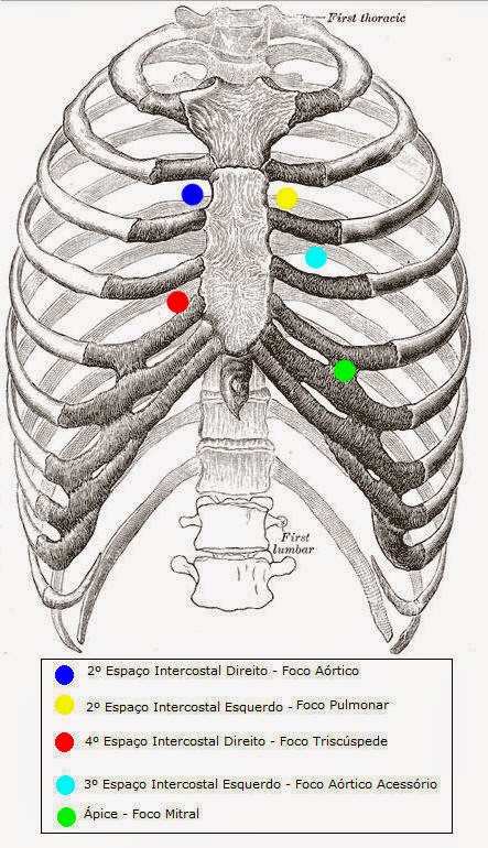 Resultado de imagem para focos aortico acessório de ausculta cardíaca