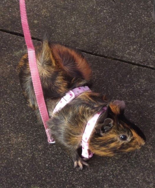 Lakes Single Mum CountryKids Walking with Guinea Pigs in 2D