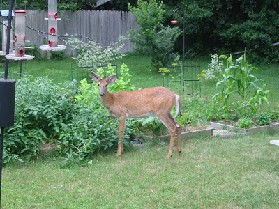 Chop Wood Carry Water Plant Seeds: Oh Deer! Something is eating my
